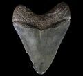 Serrated, Fossil Megalodon Tooth - Georgia #65766-2